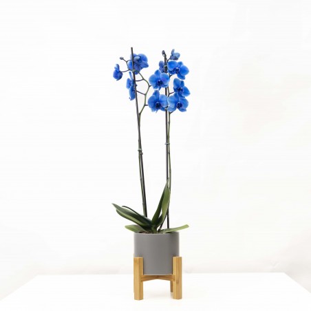 Orquídea Phalaenopsis Azul...