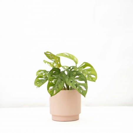 Monstera Adansoni con...