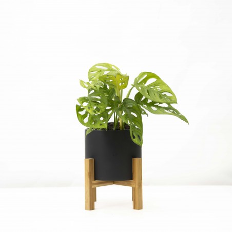 Monstera Adansoni con...