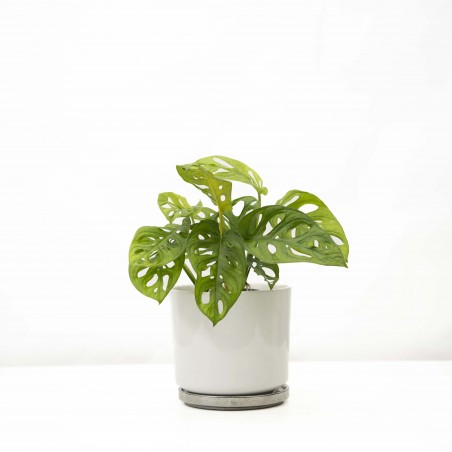 Monstera Adansoni c/ maceta...