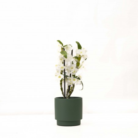 Orquidea Dendrobium nobile...