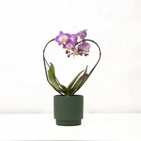 Orquidea Phalaeanopsis...