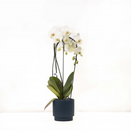 Orquídea Phalaenopsis...