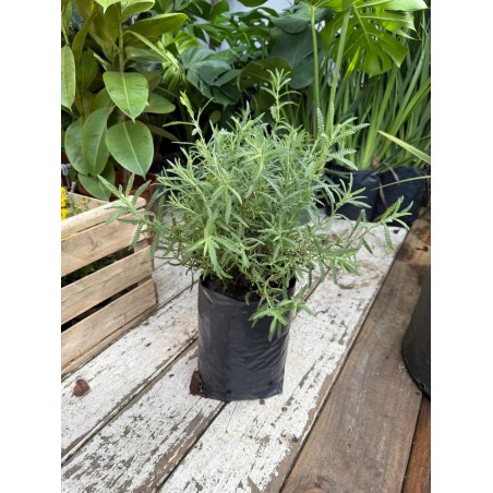 Lavanda
