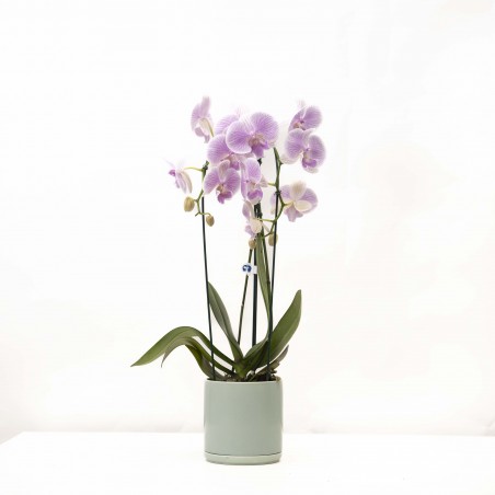 Orquídea Phalaenopsis...