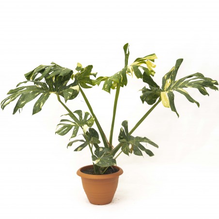Monstera Thai XXL