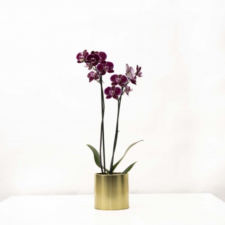 Orquídea Phalaenopsis...