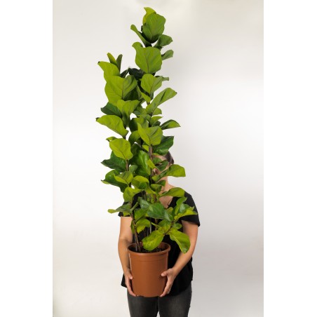 Ficus Lyrata L (3 varas)