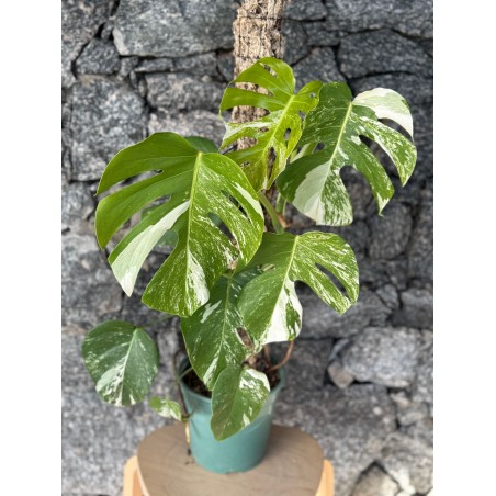 Monstera Variegada