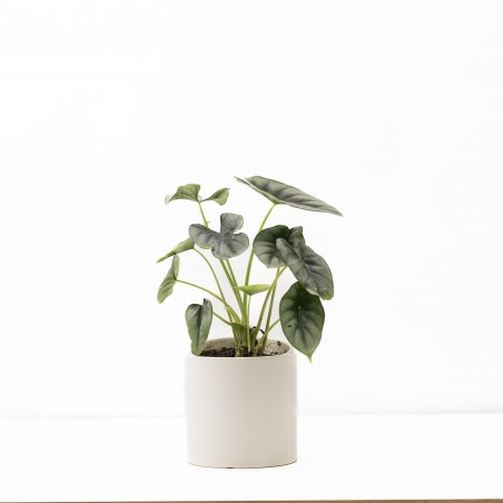 Alocasia Sinuata c/ maceta...