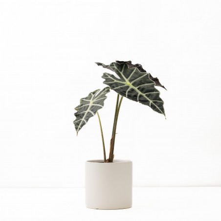 Alocasia Polly o Picolini...