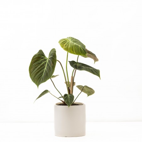 Philodendron Choco Red c/...