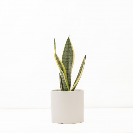 Sanseviera S c/ maceta White S