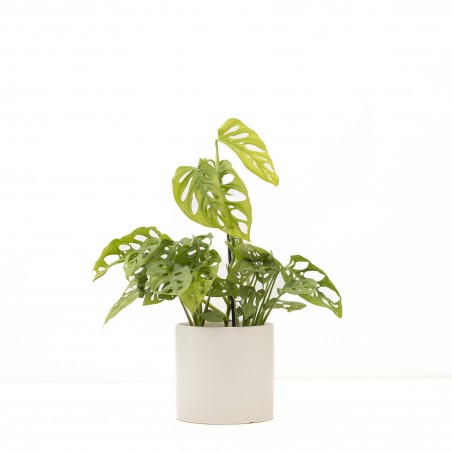 Monstera Adansonii c/...