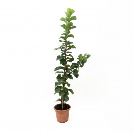 Ficus Lyrata XXL