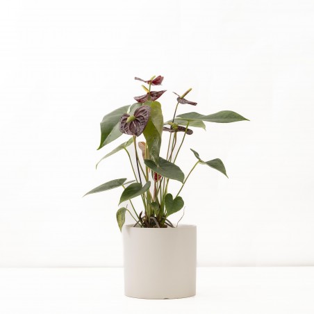 Anturio M c/ maceta White S