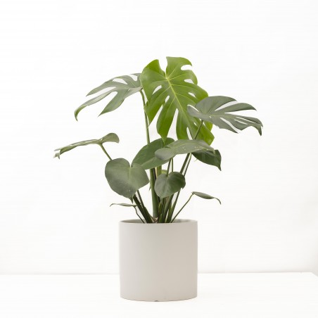 Monstera Deliciosa L c/...
