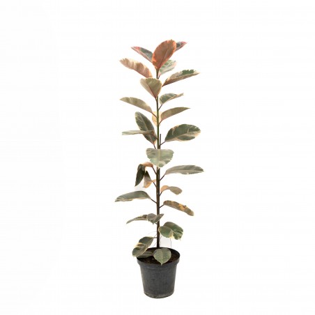 Ficus Elástica Rubí 1 vara XL