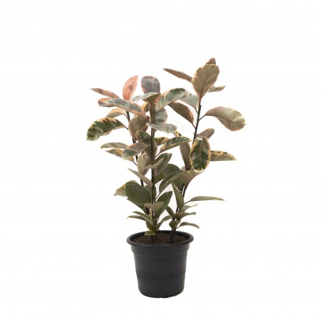 Ficus Elástica Rubí 3 varas