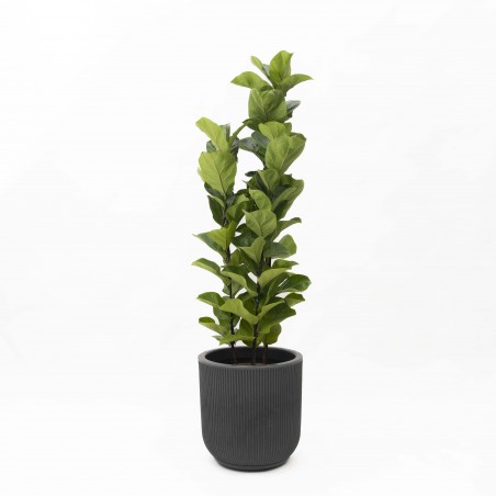Ficus Lyrata XL en maceta SP M