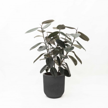 Ficus Elástica negro...