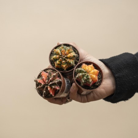 Cactus de colores