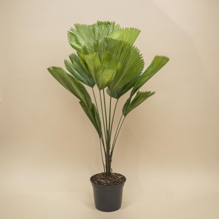 Palmera Licuala XL