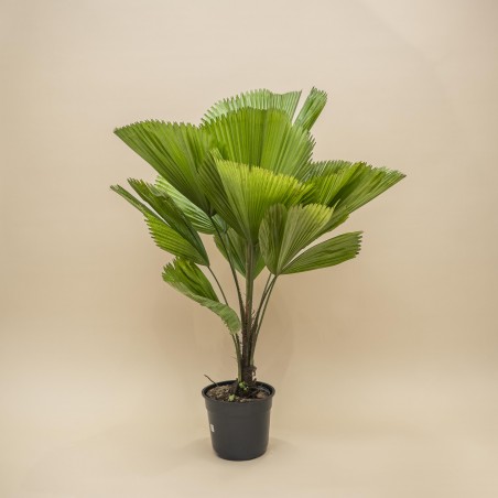 Palmera Licuala L