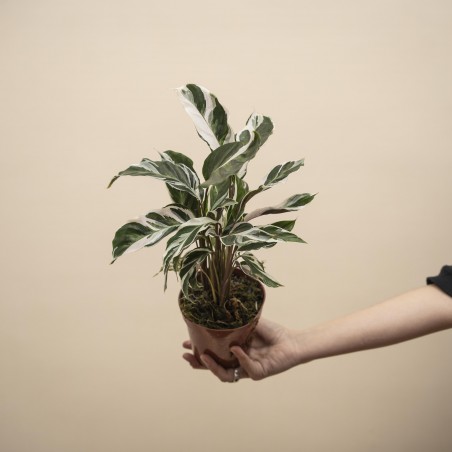 Calathea White Fusion