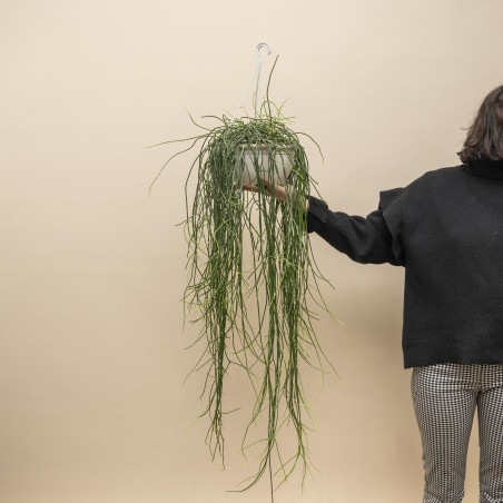 Rhipsalis XL