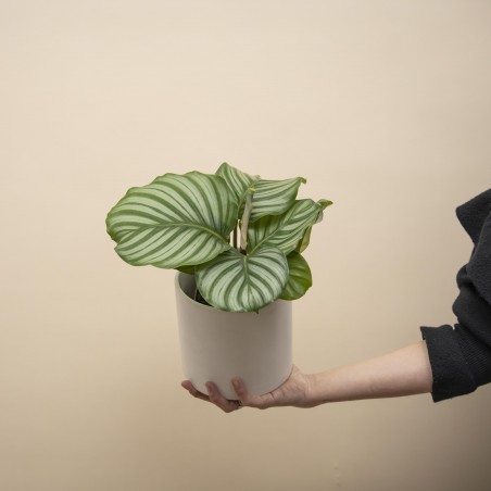 Calathea Orbifolia c/...