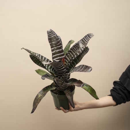 Bromelia Zebra negra y blanca