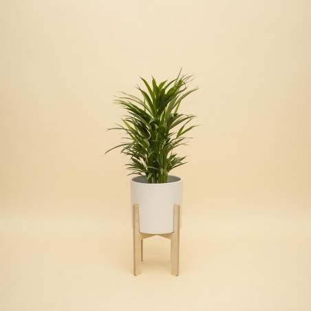Palmera Areca en Maceta...