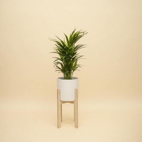 Palmera Areca en Maceta...