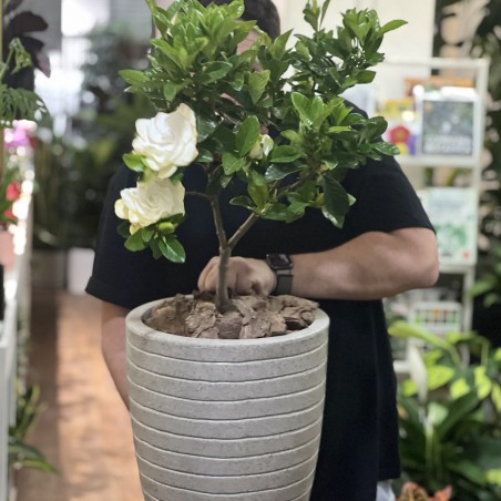 Jazmín del cabo y maceta...