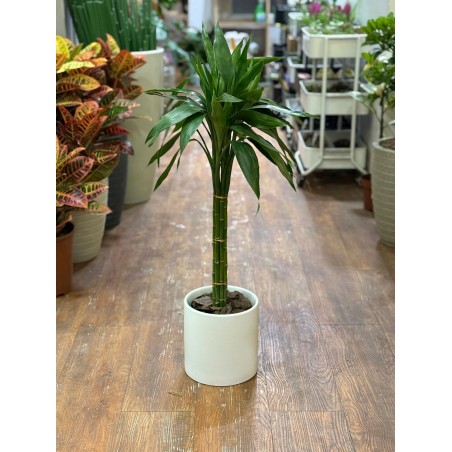 Lucky bamboo XL recto con...