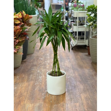 Lucky bamboo XL torneado...