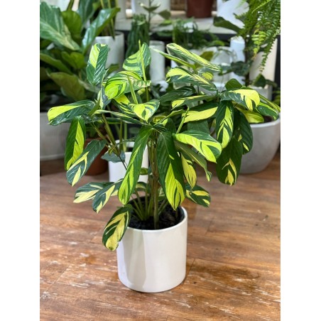 Calathea XL Yellow en...