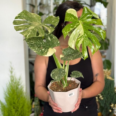 Monstera Thai Constelation