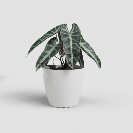 Porta maceta SAN REMO...