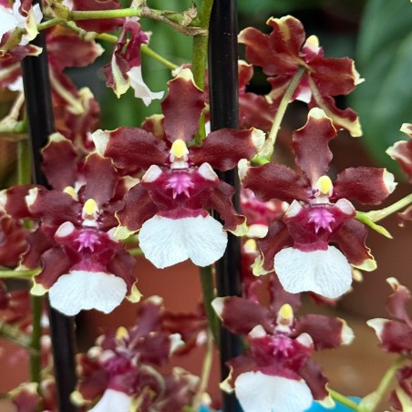 Orquidea Sharry baby...