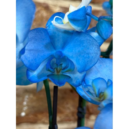 Orquidea Mini azul