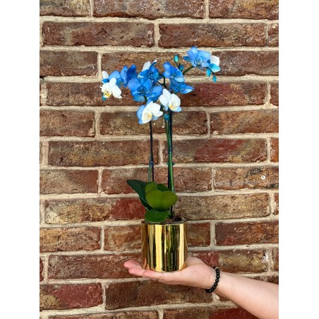 Orquidea Mini azul en...