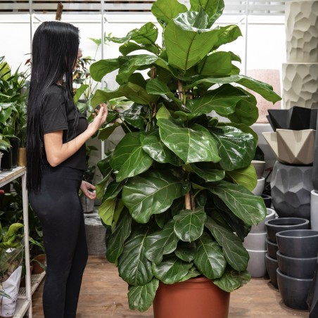 Ficus Lyrata Gigante!