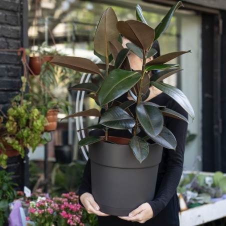 Ficus Elástica negro con...