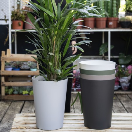 Palmera raphi con...