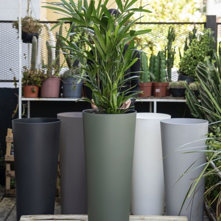 Palmera Raphi con...