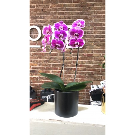 Orquidea Xl con maceta...