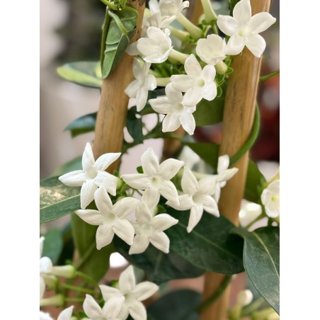 Jazmin de Madagascar Perfumado