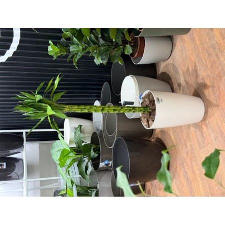 Lucky Bamboo XL Recto en...